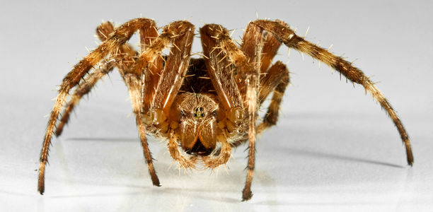 Bild zu Unbegründete Furcht - Spinnenbisse sind eher harmlos
