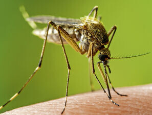Bild zu Soziales Jahr in Ruanda - Wie sollte die Malariaprophylaxe aussehen?