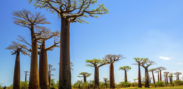 Bild zu Madagaskar - Expedition zu den Waldgeistern