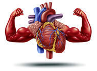 Bild zu Herzinsuffizienz - Gesunder Muskel kann Herz schützen